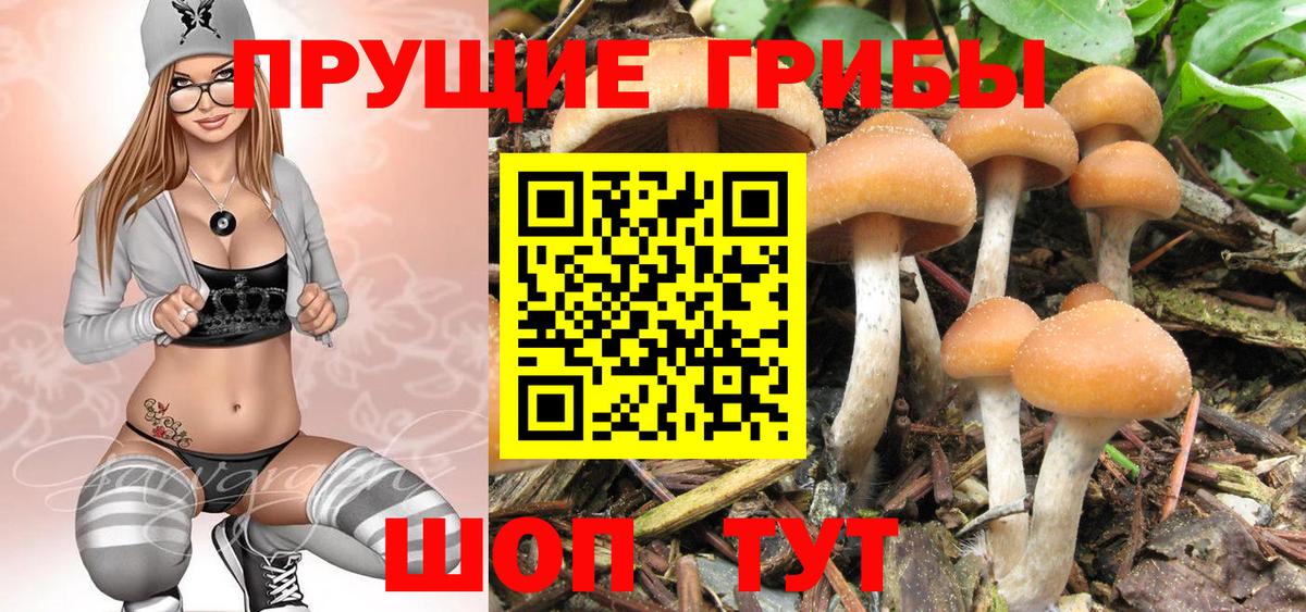 Псилоцибиновые грибы Psilocybine cubensis Губаха